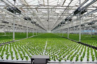 纹洛温室大棚造价与工程设计全解析 从预算到落地的专业指南